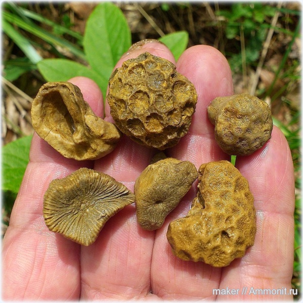 кораллы, кишечнополостные, Крым, Scleractinia, рудисты, Ай-Димитрий