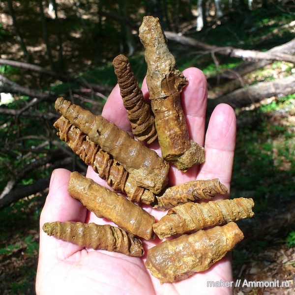 моллюски, брюхоногие моллюски, Крым, Nerinea, Nerineidae, Ай-Димитрий