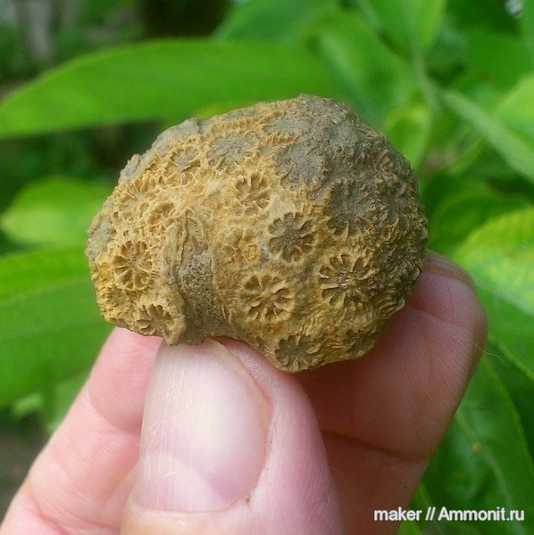 кораллы, кишечнополостные, Крым, Stylina, Scleractinia, Ай-Димитрий