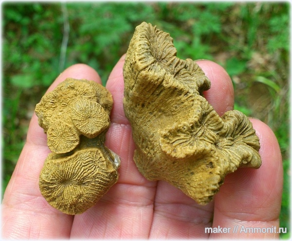 кораллы, кишечнополостные, Крым, Scleractinia, Ай-Димитрий, montlivaltiidae, latiphyllia