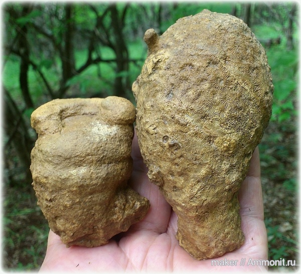 кораллы, кишечнополостные, Крым, Scleractinia, Ай-Димитрий