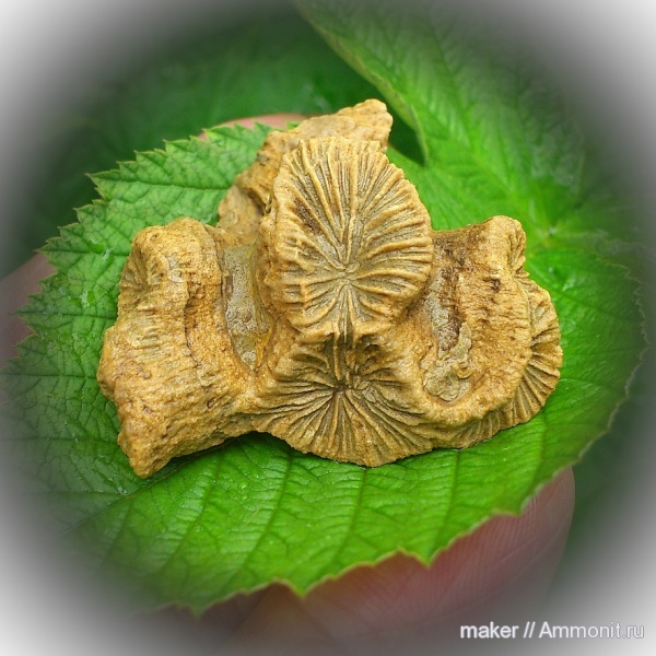 кораллы, кишечнополостные, Крым, Scleractinia, Ай-Димитрий, montlivaltiidae, latiphyllia