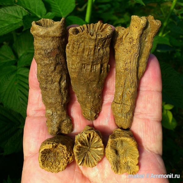 кораллы, кишечнополостные, Крым, Scleractinia, Ай-Димитрий