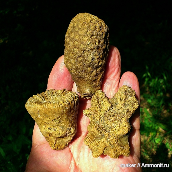 кораллы, кишечнополостные, Крым, Scleractinia, Ай-Димитрий