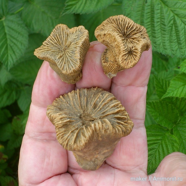 кораллы, кишечнополостные, Крым, Scleractinia, Ай-Димитрий