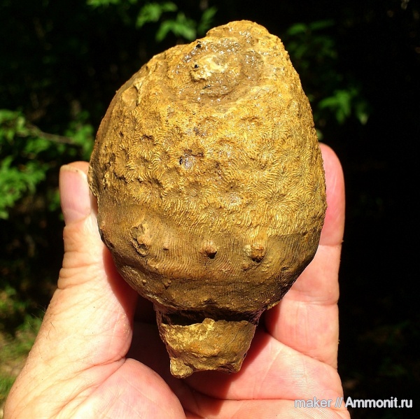 кораллы, кишечнополостные, Крым, Scleractinia, Ай-Димитрий