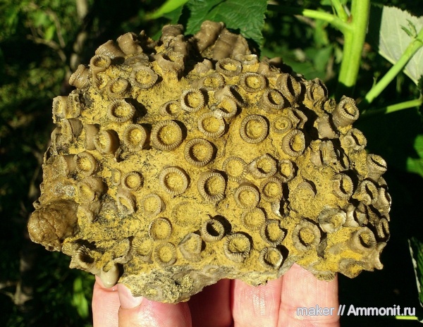 верхний девон, франский ярус, Ухта, Peneckiella