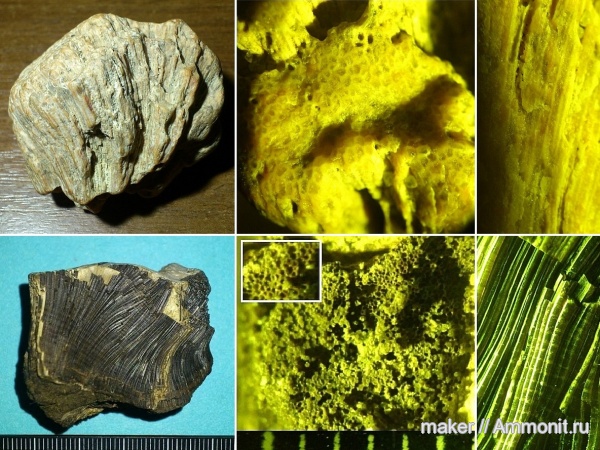 юра, Chaetetes, нижний карбон, Крым, bivalvia, Республика Коми, Средний Тиман, р. Печорская Пижма