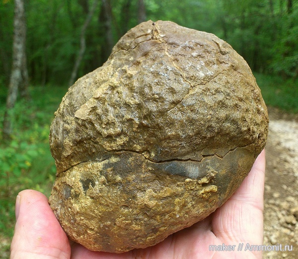 кораллы, кишечнополостные, Крым, Scleractinia, Ай-Димитрий