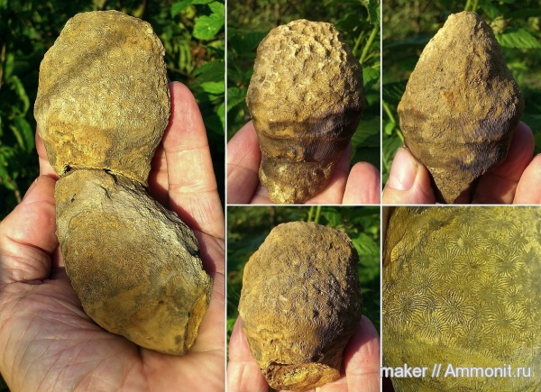 кораллы, кишечнополостные, Крым, Scleractinia, Ай-Димитрий