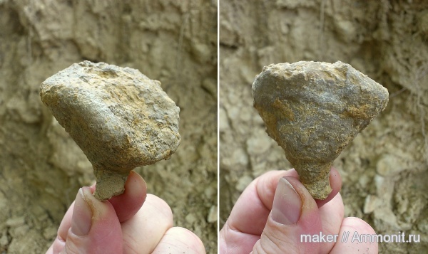 губки, берриас, Крым, Berriasian, Ай-Димитрий