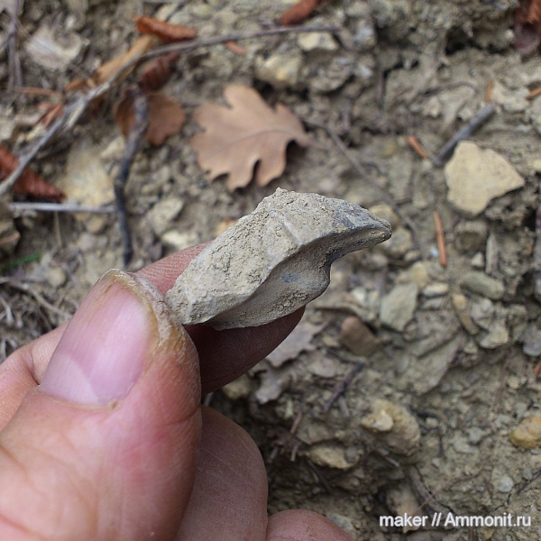 Крым, ринхолиты, валанжин, Hadrocheilus, Байдарская долина, Dentatobeccus, гора Кутур-Кая, Hadrocheilus (Dentatobeccus), Hadrocheilus (Dentatobeccus) compositus