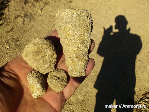 кораллы, кишечнополостные, Крым, Менестер