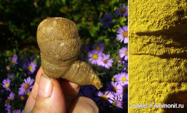 кораллы, кишечнополостные, Крым, Thamnasteria, Scleractinia, Ай-Димитрий