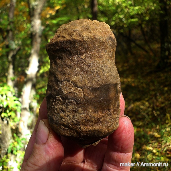 кораллы, кишечнополостные, Крым, Scleractinia, Ай-Димитрий, Siderastraea