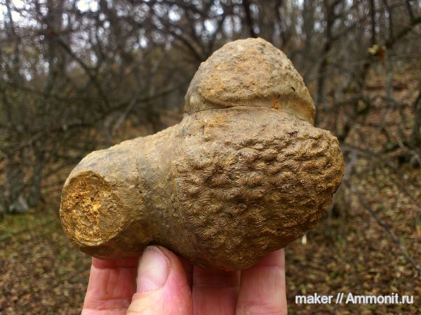 кораллы, кишечнополостные, Крым, Scleractinia, Ай-Димитрий, Siderastraea