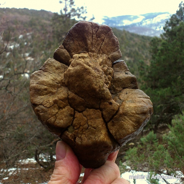 кораллы, кишечнополостные, Крым, Scleractinia, Сюндюрлю-Кобасы