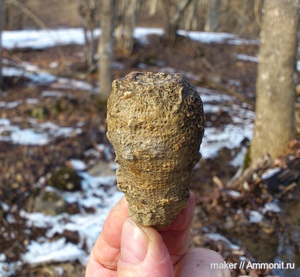 губки, берриас, Крым, Berriasian, Ай-Димитрий