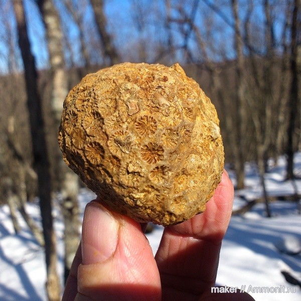 кораллы, кишечнополостные, Крым, Stylina, Scleractinia, Ай-Димитрий