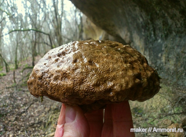 кораллы, кишечнополостные, Крым, Scleractinia, Фатьма-Коба