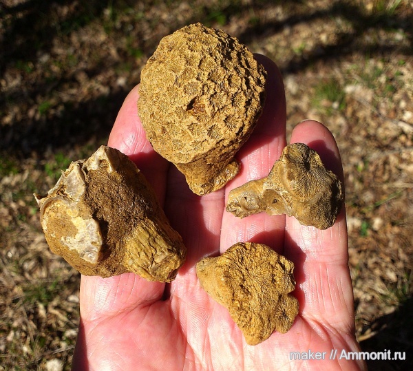 кораллы, кишечнополостные, Крым, Scleractinia, Ай-Димитрий