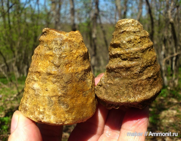 моллюски, брюхоногие моллюски, Крым, Ай-Димитрий