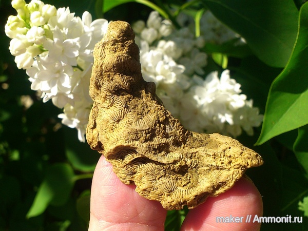 кораллы, кишечнополостные, Крым, Scleractinia, Ай-Димитрий