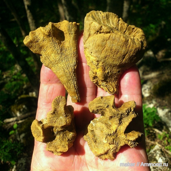 кораллы, кишечнополостные, Крым, Scleractinia, Ай-Димитрий, montlivaltiidae, latiphyllia