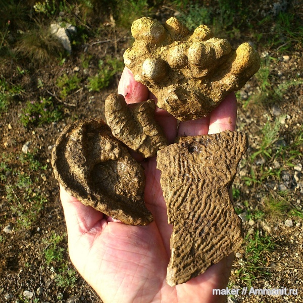 кораллы, кишечнополостные, Крым, Scleractinia