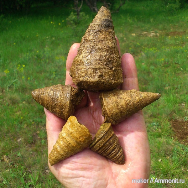 моллюски, брюхоногие моллюски, Крым, Nerineidae, Ай-Димитрий