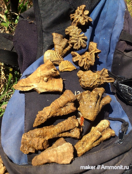 кораллы, кишечнополостные, Крым, Scleractinia, Trigoniidae, Ай-Димитрий, montlivaltiidae, latiphyllia, Latiastraea, Latyphyllia longiformis