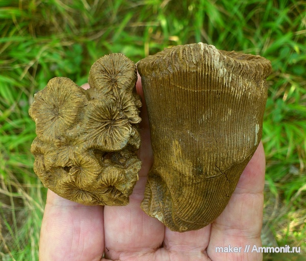 кораллы, кишечнополостные, Крым, Thecosmilia, Scleractinia, Ай-Димитрий