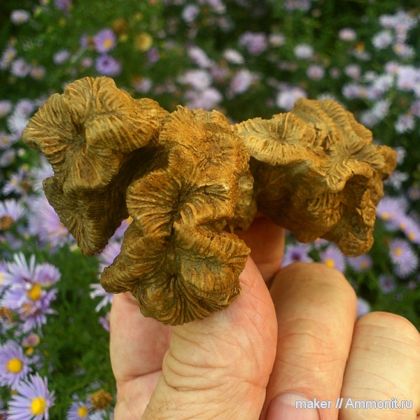 кораллы, кишечнополостные, берриас, Крым, Scleractinia, Ай-Димитрий, montlivaltiidae, latiphyllia, Latyphyllia longiformis