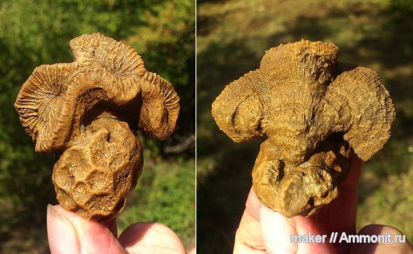 кораллы, кишечнополостные, берриас, Крым, Scleractinia, Ай-Димитрий, latiphyllia, Latiastraea