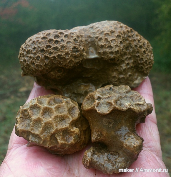 кораллы, кишечнополостные, берриас, Крым, Scleractinia, Ай-Димитрий