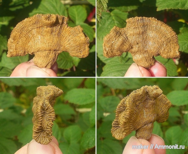 кораллы, кишечнополостные, берриас, Крым, Scleractinia, Ай-Димитрий