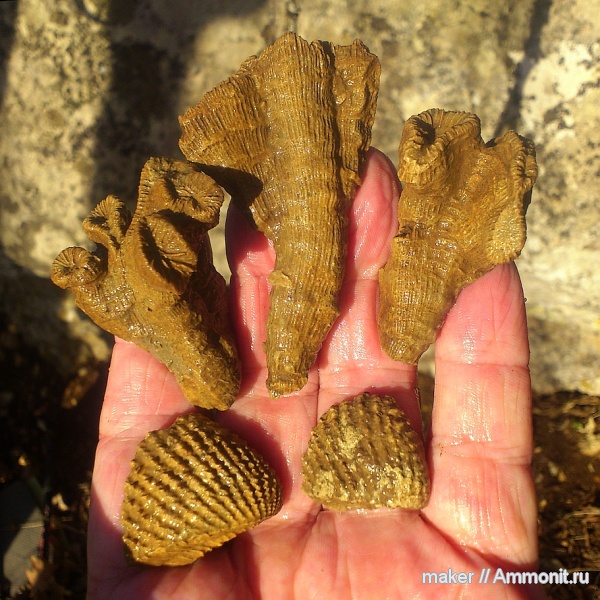 кораллы, двустворчатые моллюски, кишечнополостные, Крым, тригонии, Scleractinia, Ай-Димитрий