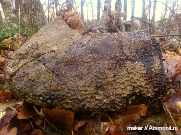 кораллы, кишечнополостные, Крым, Scleractinia, Биюк-Синор