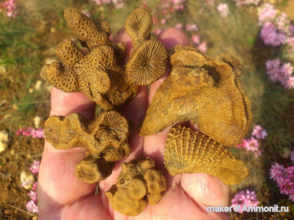 кораллы, двустворчатые моллюски, кишечнополостные, Крым, тригонии, Scleractinia, Ай-Димитрий