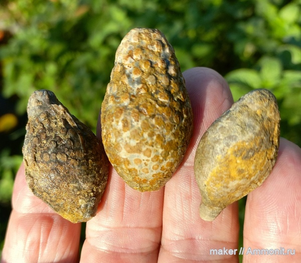 иглокожие, Крым, иглы морских ежей, Менестер