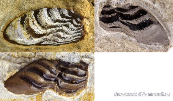 рыбы, зубы, нижний карбон, Poecilodus, Cochliodontiformes, Заборье, Poecilodus jonesi, fish, teeth