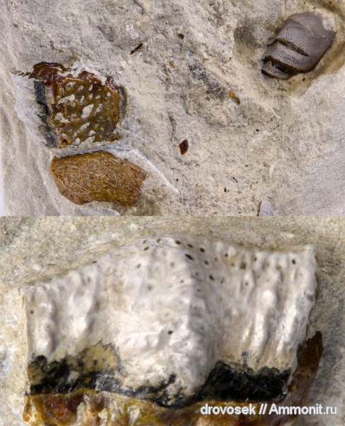 рыбы, зубы, нижний карбон, Poecilodus, Cochliodontiformes, Заборье, Campodus, fish, teeth