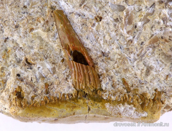 рыбы, зубы, нижний карбон, Saivodus, Ctenacanthiformes, Заборье, Saivodus striatus, fish, teeth