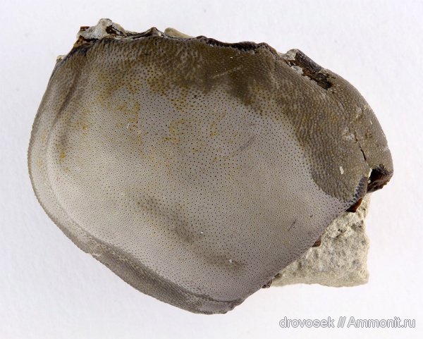 рыбы, зубы, нижний карбон, Cochliodontiformes, Psephodus, Заборье, fish, teeth