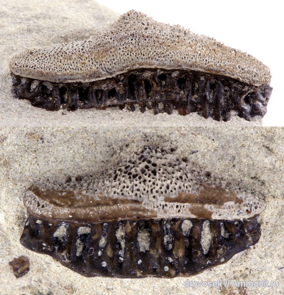 рыбы, зубы, нижний карбон, Oxytomodus, Заборье, Helodontiformes, fish, teeth