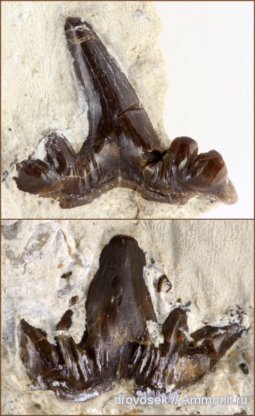 рыбы, зубы, нижний карбон, Ctenacanthiformes, Заборье, fish, teeth