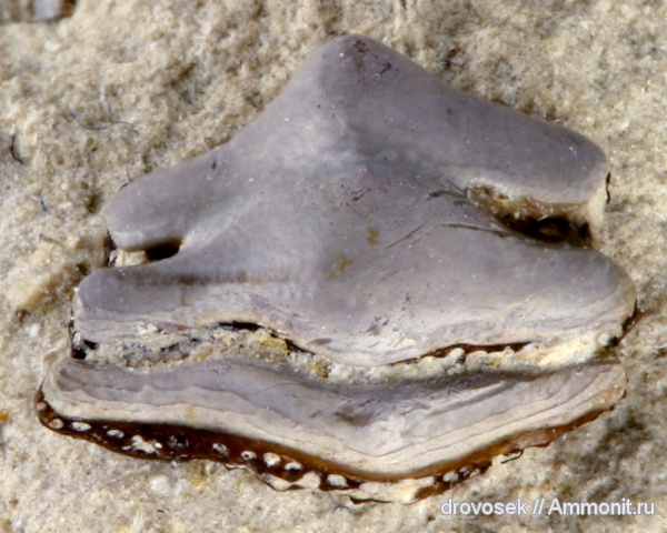 рыбы, зубы, нижний карбон, Helodus, Заборье, Helodontiformes, fish, teeth