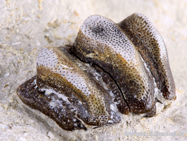 рыбы, зубы, нижний карбон, Helodus, Заборье, Helodontiformes, fish, teeth