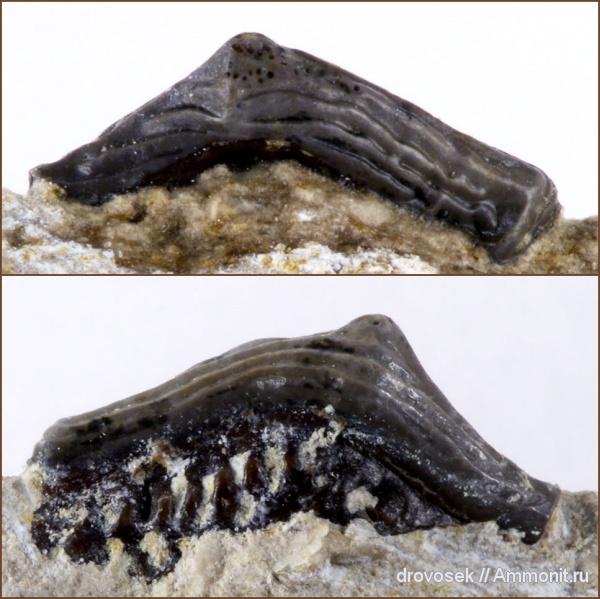 рыбы, зубы, нижний карбон, Lophodus, Заборье, Orodontiformes, fish, teeth