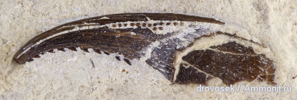 рыбы, зубы, нижний карбон, Menaspiformes, Erismacanthus, Заборье, fish, teeth